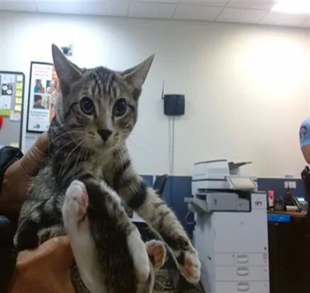 A baby small-sized female Domestic Short Hair cat named Sandy for adoption in Miami, FL