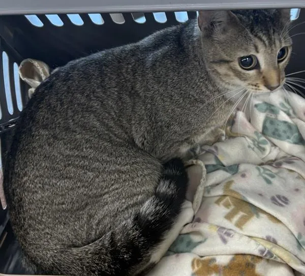 A young small-sized female Domestic Short Hair cat named Fbd for adoption in Lawrenceville, GA