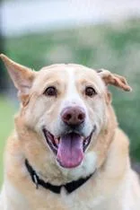 An adult large-sized male Husky dog named Ace Fka White Rose for adoption in West Chester, PA