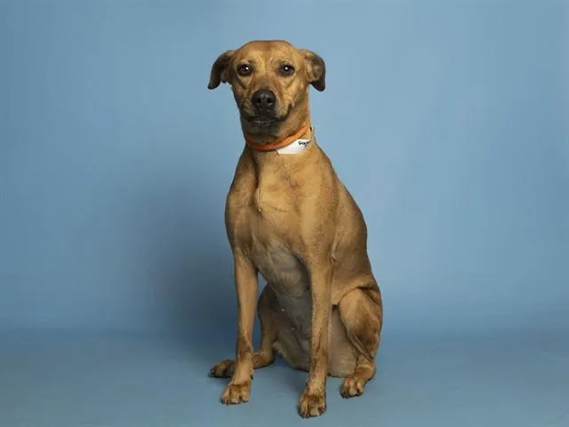 A young medium-sized female Pit Bull Terrier dog named Temmie for adoption in Phoenix, AZ