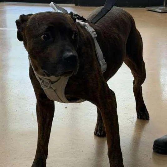 An adult medium-sized male Black Mixed Breed dog named Rambo for adoption in Gadsden, AL
