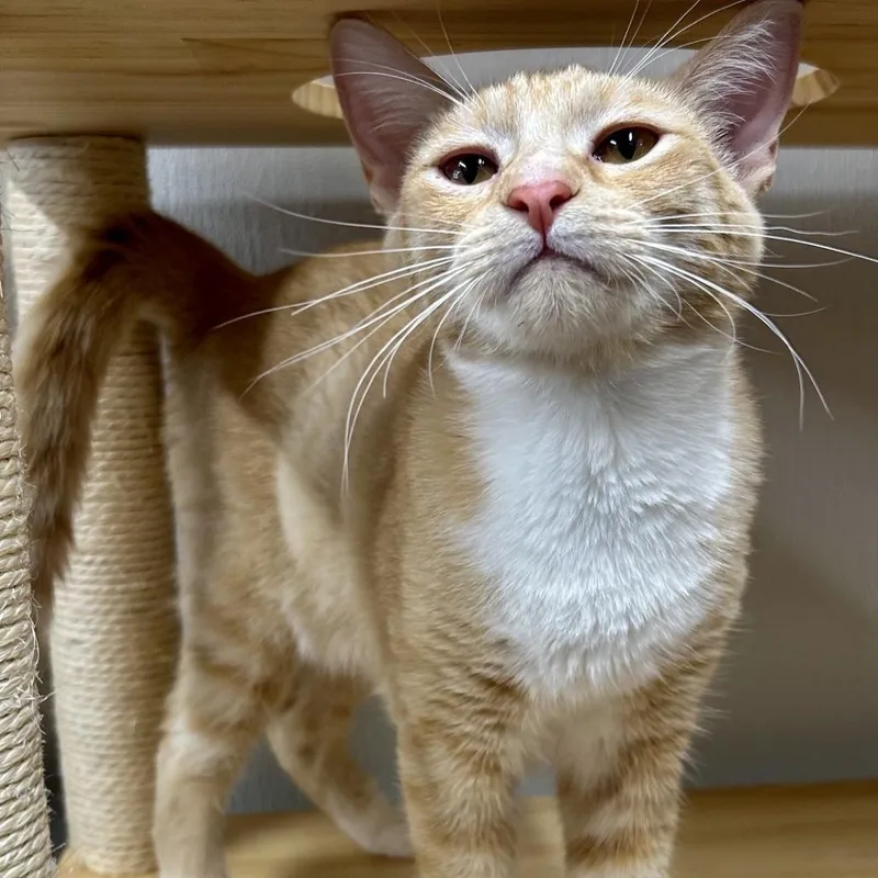 A young medium-sized male Orange / Red Domestic Short Hair cat named Ziggy for adoption in St Joseph, MO