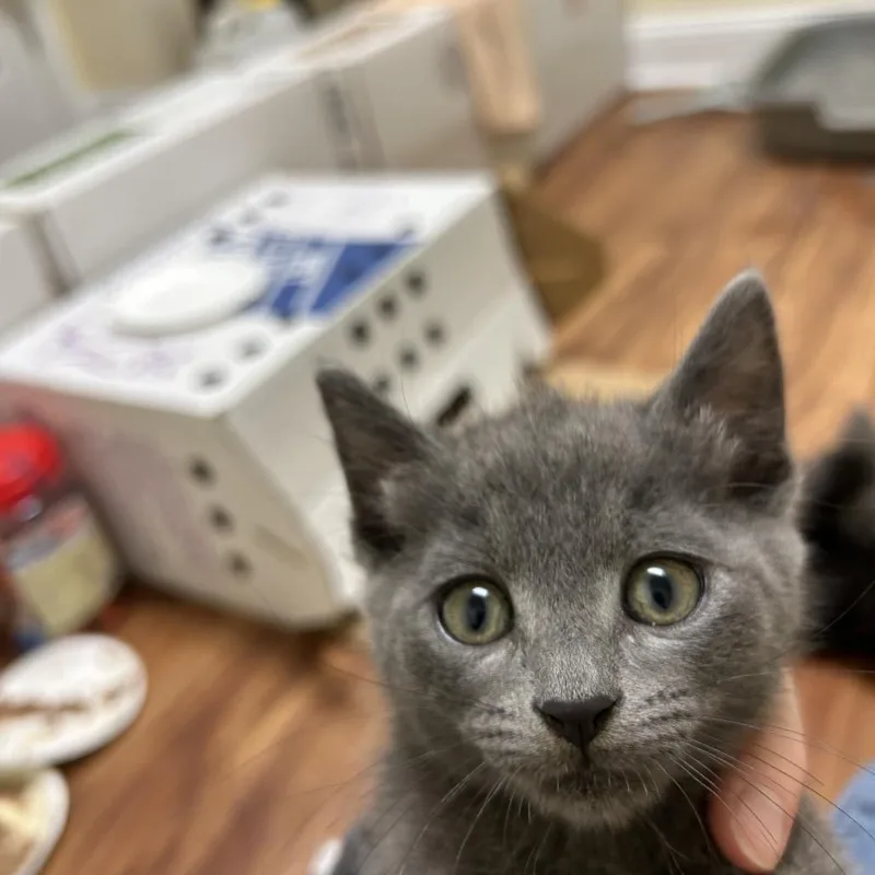 A baby small-sized female Gray / Blue / Silver Domestic Medium Hair cat named Heart for adoption in Chattanooga, TN
