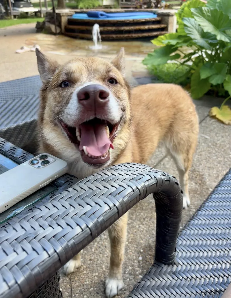 An adult medium-sized female Siberian Husky dog named Koda Blue for adoption in Carrollton, TX
