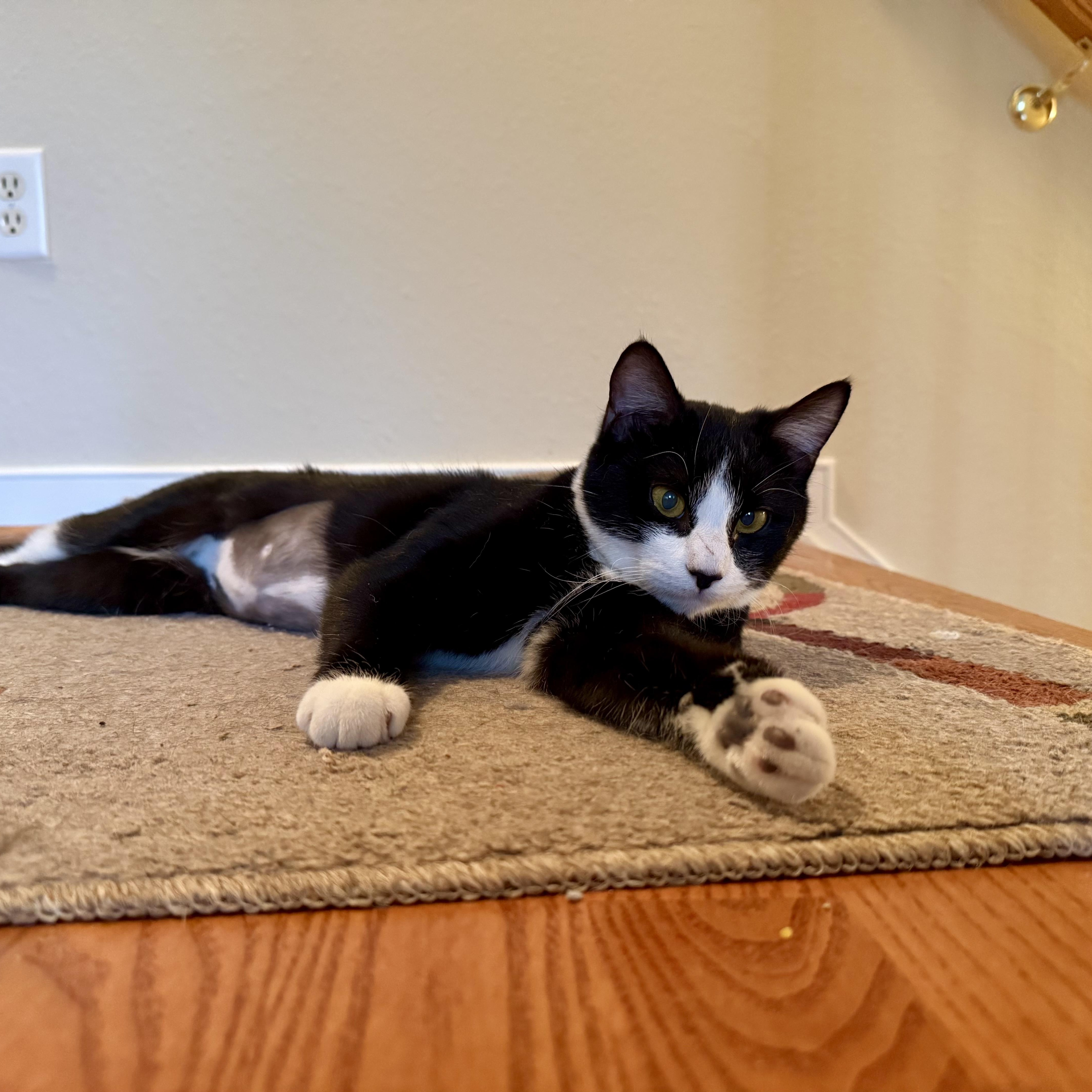 A baby medium-sized female Black & White / Tuxedo Domestic Short Hair cat named Galaxy for adoption in Richmond, VA
