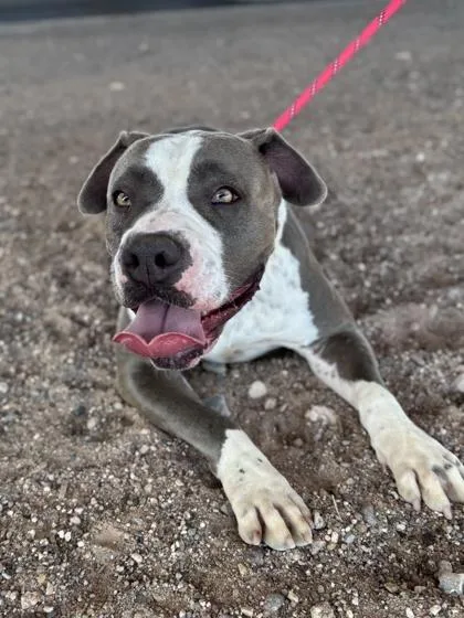 An adult medium-sized female Mixed Breed dog named Lady for adoption in El Paso, TX