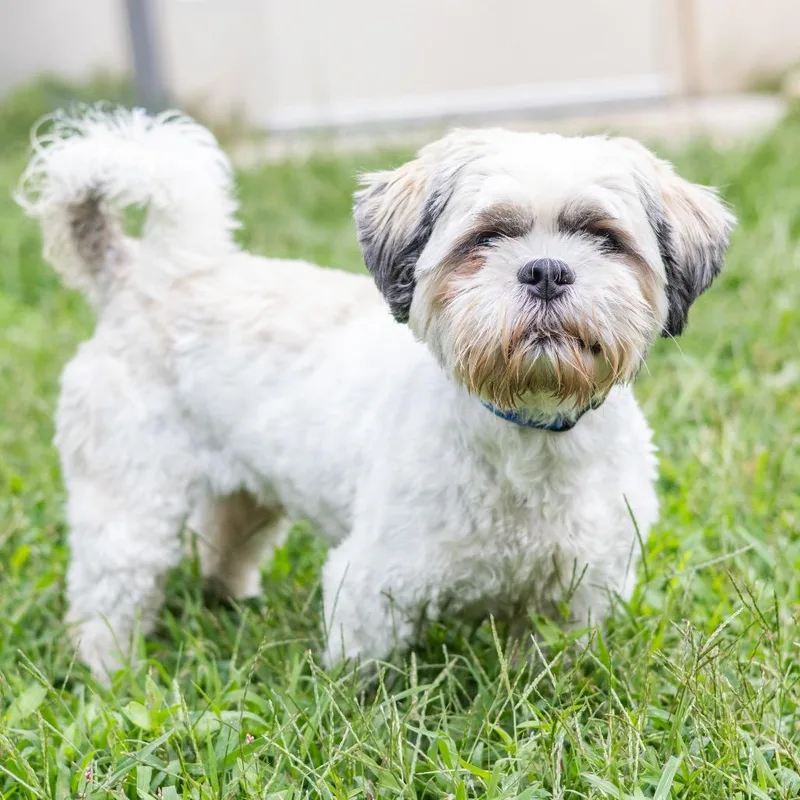 An adult small-sized male Shih Tzu dog named Dallas for adoption in Newark, DE