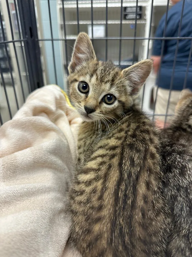 A baby small-sized male Domestic Short Hair cat named Archie for adoption in Johnson City, TN