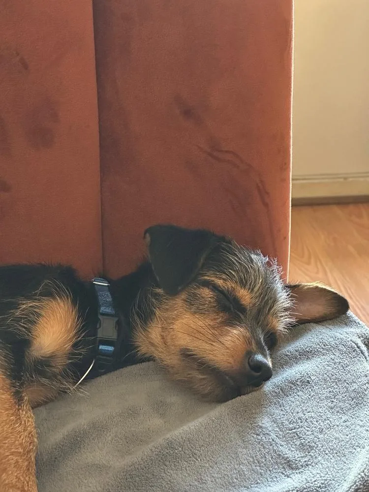 Bluebell thumbnail 2