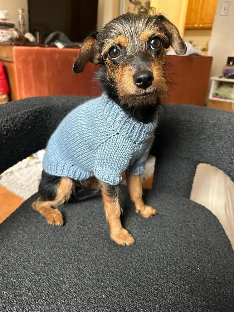 Bluebell thumbnail 3