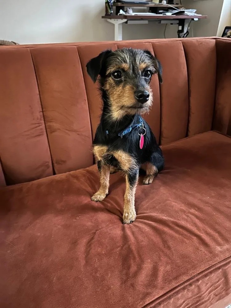 Bluebell thumbnail 4