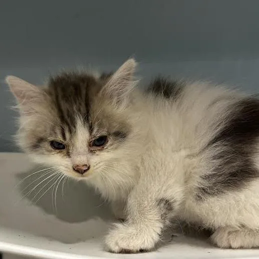 A baby small-sized male Domestic Medium Hair cat named Jasper for adoption in Chattanooga, TN