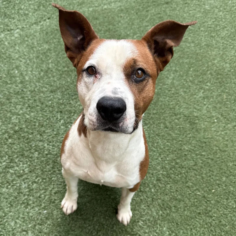 An adult large-sized male American Staffordshire Terrier dog named Capone for adoption in Itasca, IL