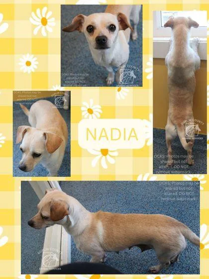 An adult small-sized female Mixed Breed dog named Nadia for adoption in Kenansville, NC