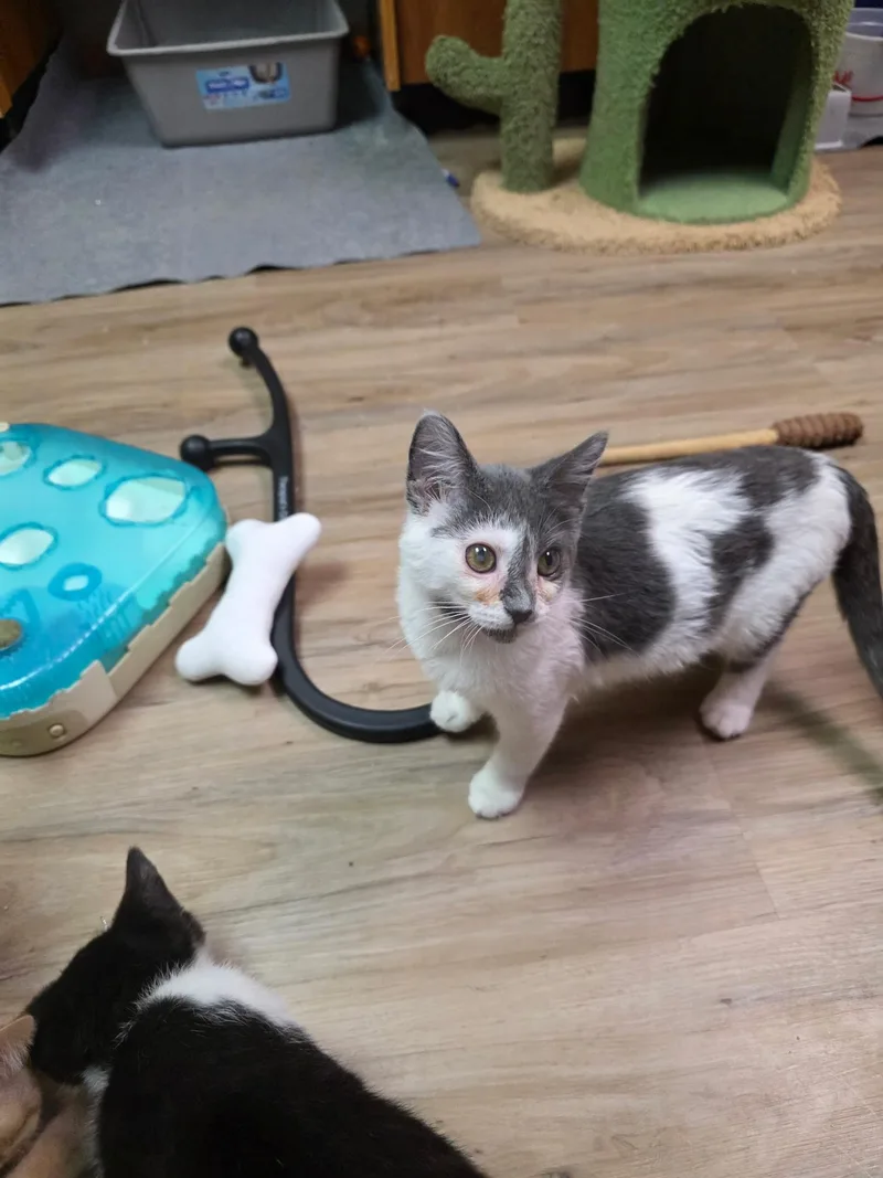 A baby small-sized female Gray & White Domestic Short Hair cat named Bella Margret for adoption in Faribault, MN