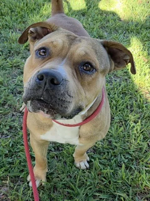 A young large-sized male American Staffordshire Terrier dog named Rusty for adoption in Fort Lauderdale, FL