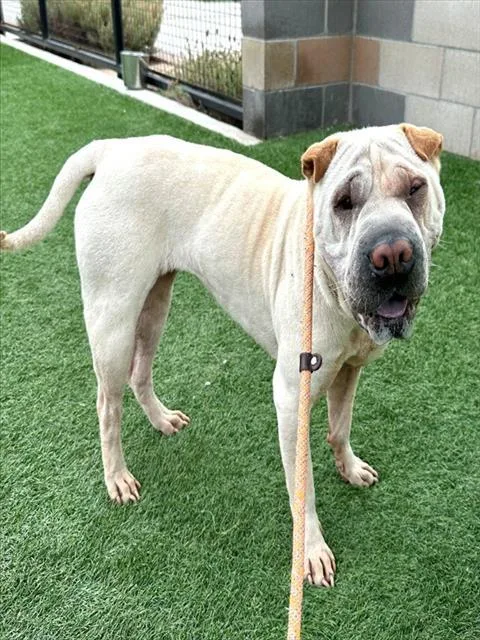 An adult medium-sized female Shar-Pei dog named Candy for adoption in San Luis Obispo, CA