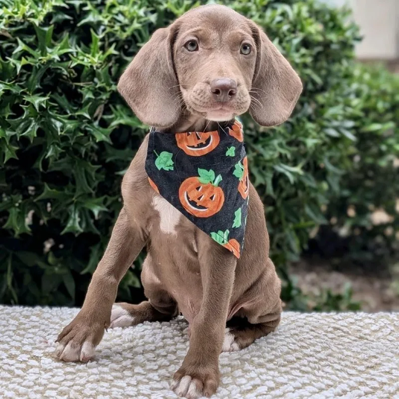 A baby small-sized male Brown / Chocolate Labrador Retriever dog named Squashua for adoption in Tyrone, GA