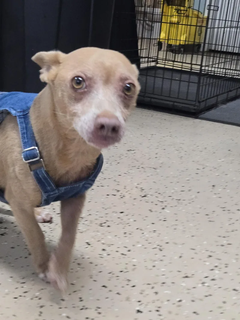 An adult small-sized male Chihuahua dog named Slick for adoption in Albemarle, NC