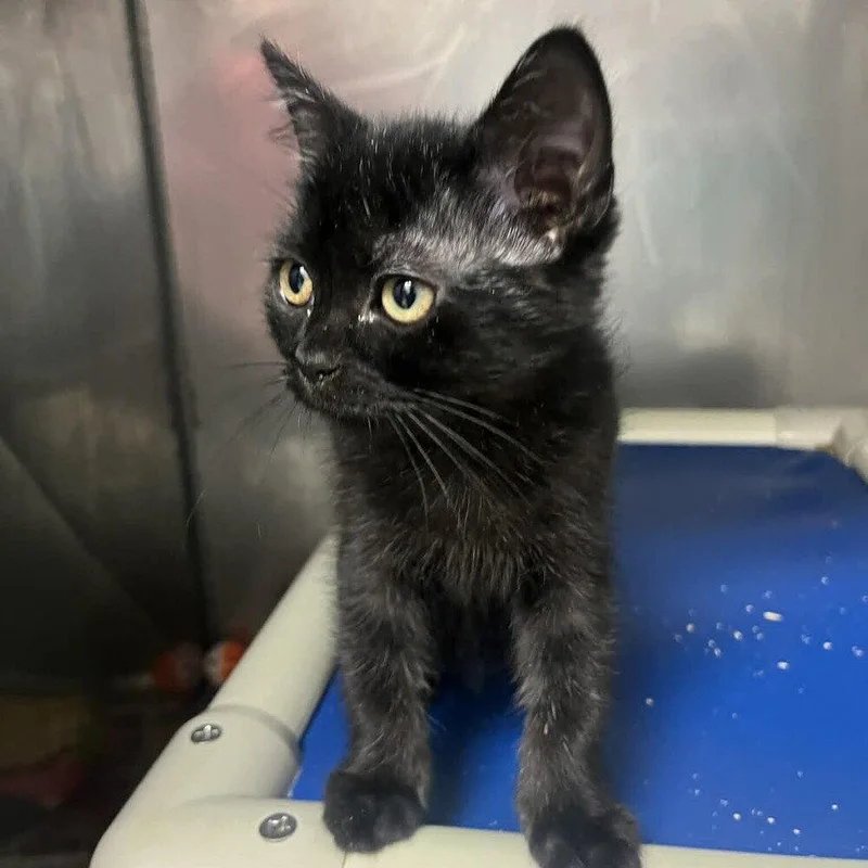 A baby medium-sized female Black Domestic Short Hair cat named Yoyo for adoption in Candler, NC