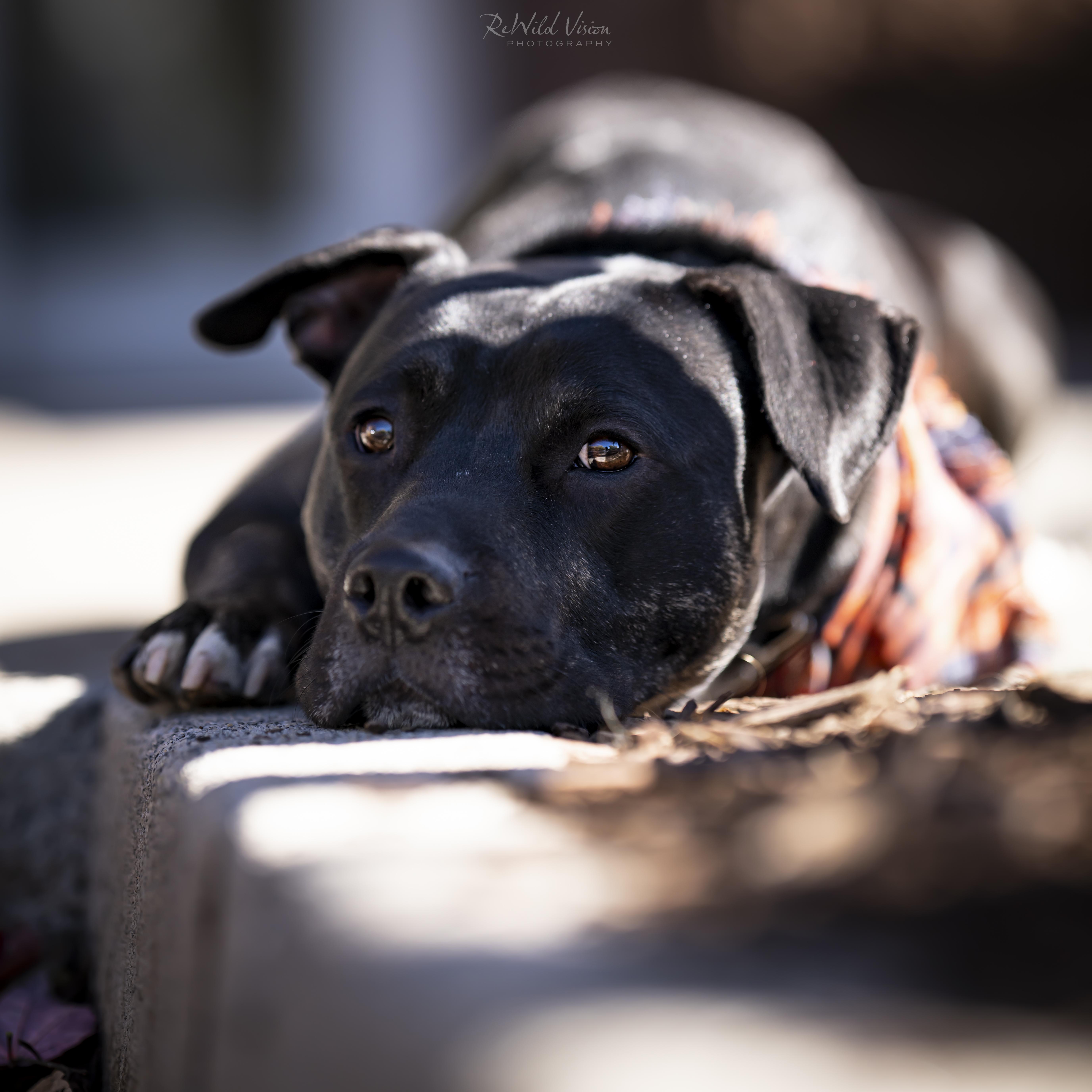 Nox Fka Broncs thumbnail 2