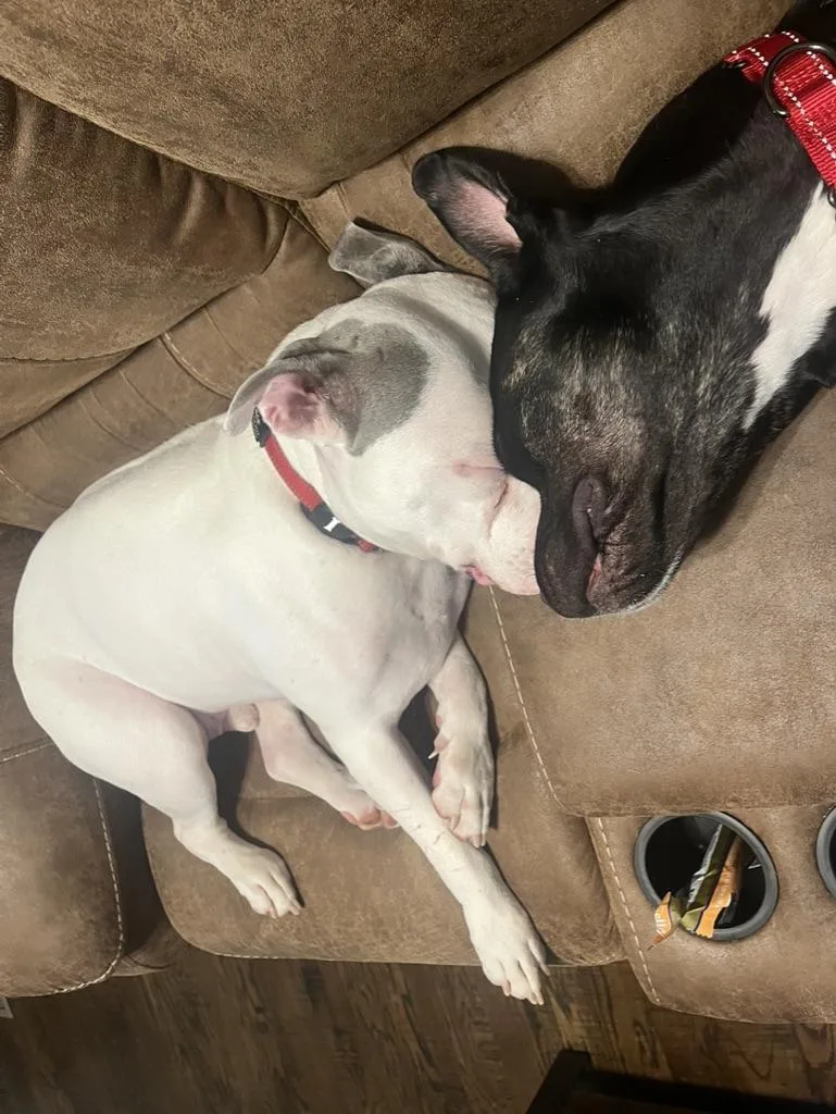 Nox Fka Broncs thumbnail 4