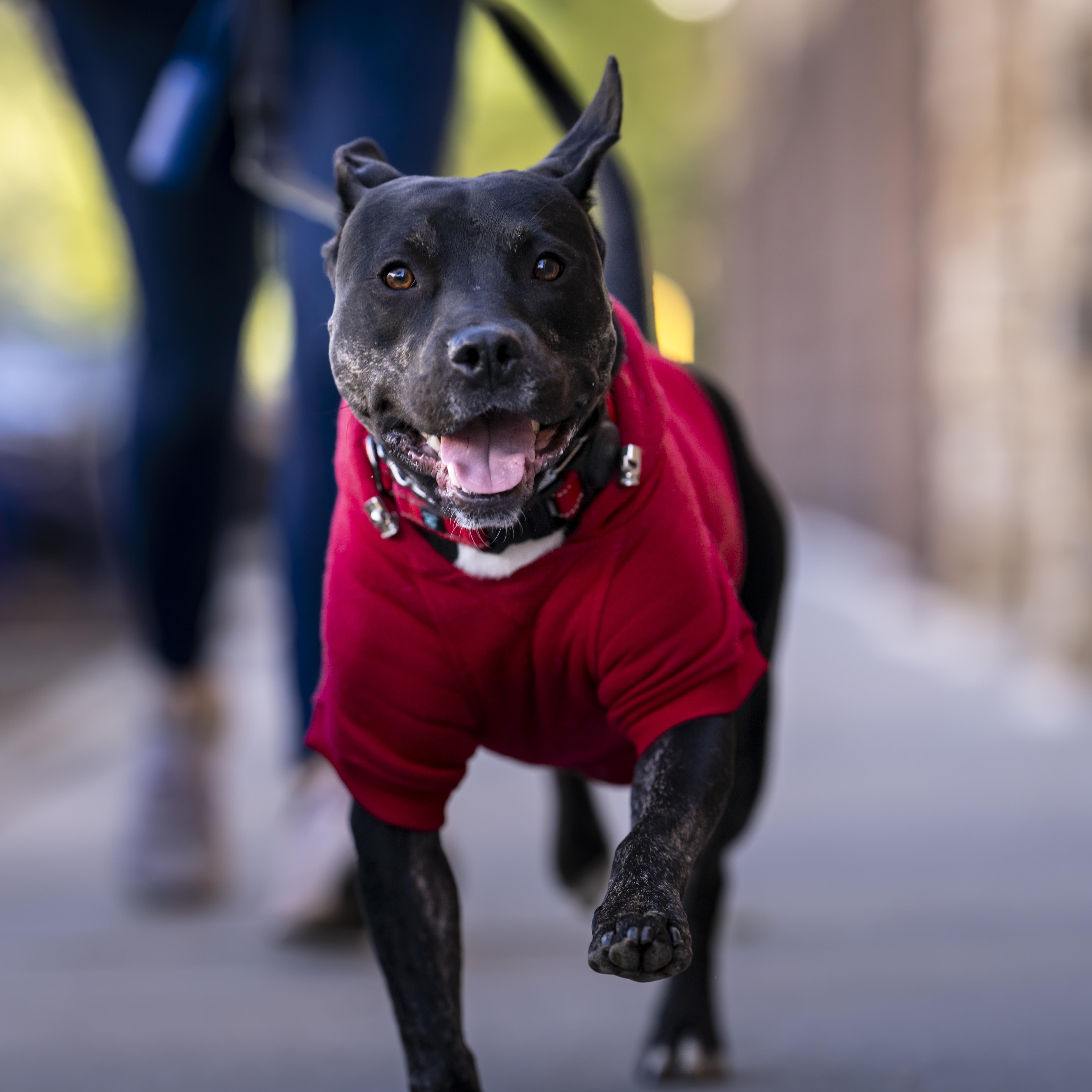 Nox Fka Broncs thumbnail 5