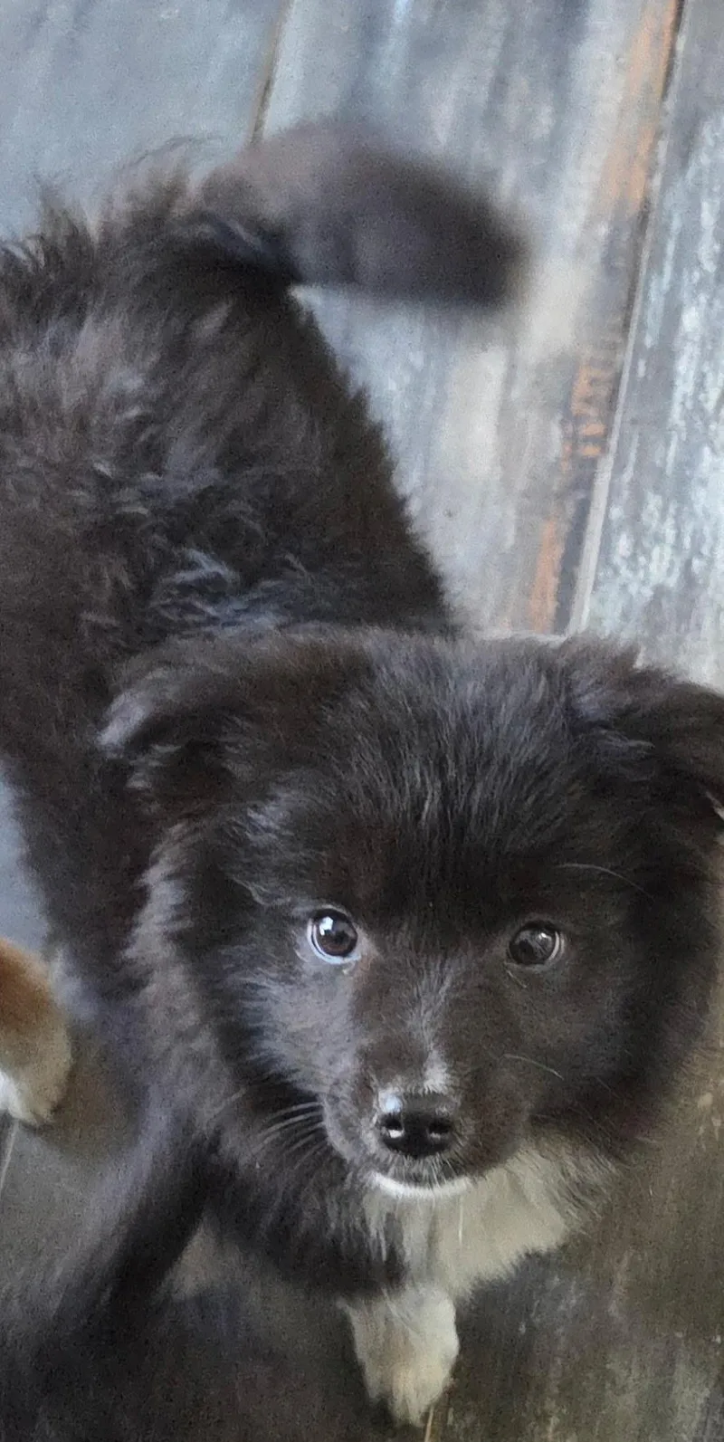 A baby medium-sized female Black Border Collie dog named Cherry for adoption in Warren, MI