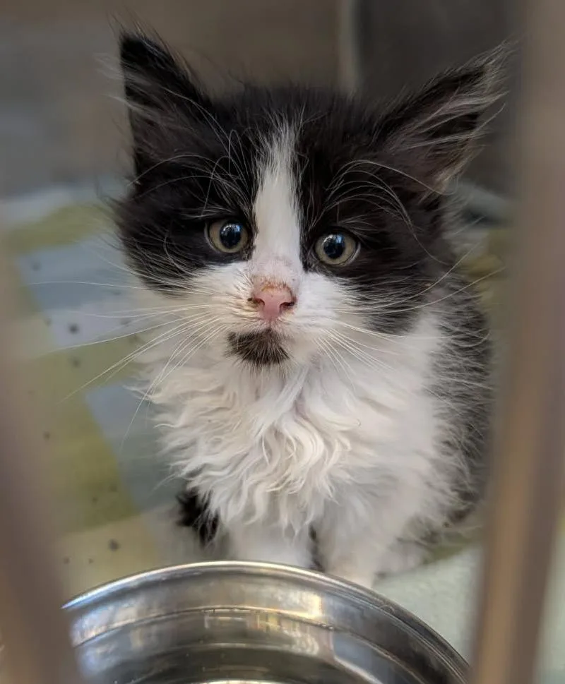 A baby medium-sized male Black Domestic Short Hair cat named Langdon for adoption in Marietta, OH