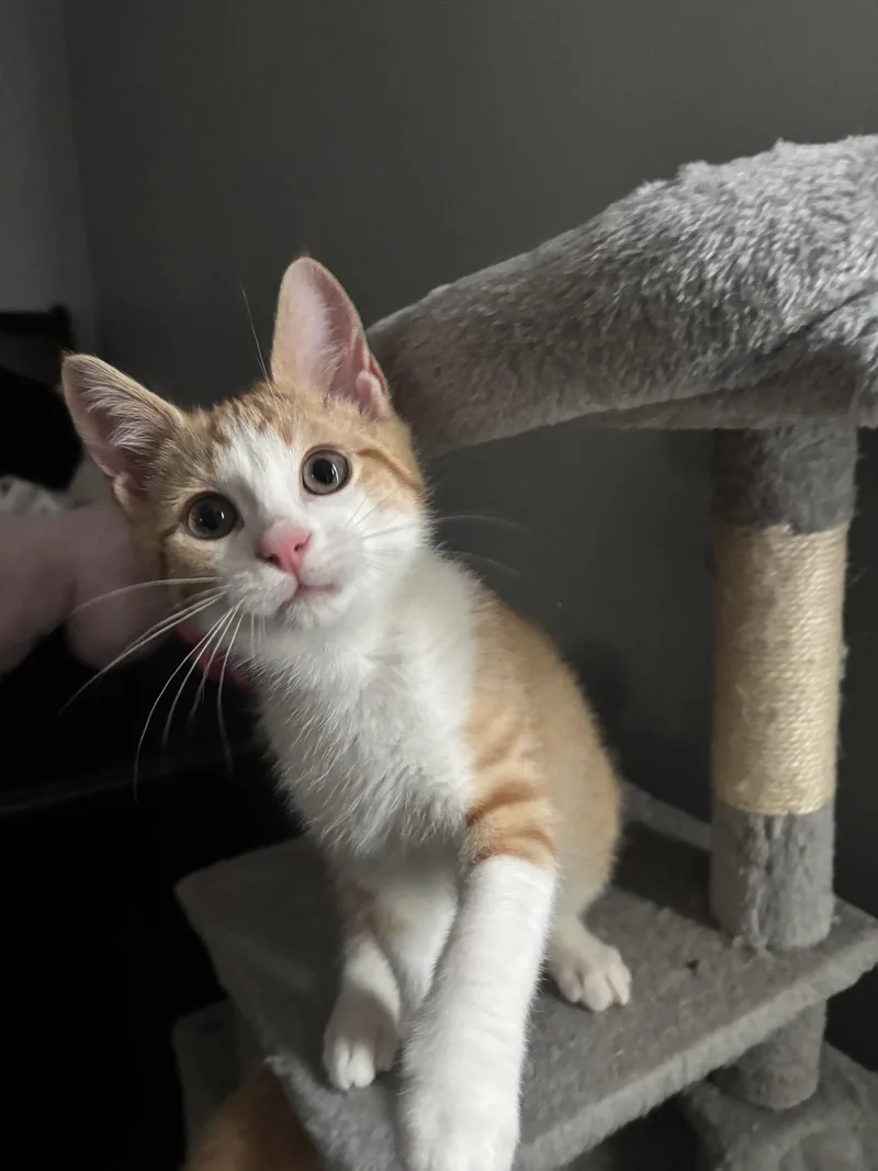 A baby medium-sized male Orange & White Domestic Short Hair cat named Frito for adoption in Stewartsville, NJ
