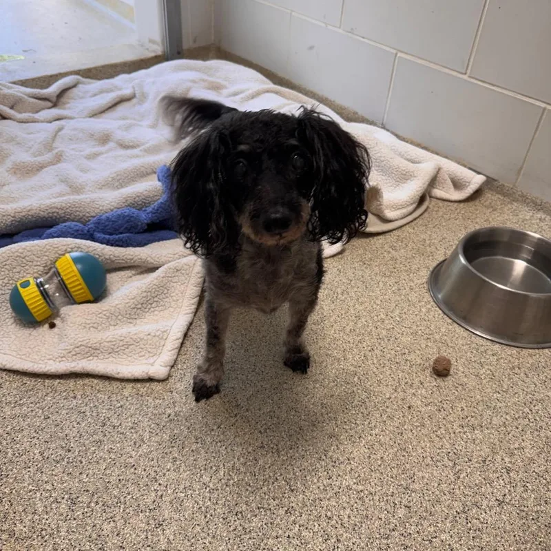 A senior small-sized male Black Poodle dog named Julio for adoption in Gloucester, VA