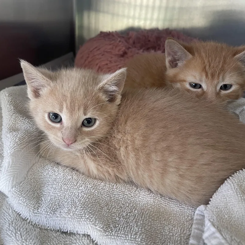A baby small-sized male Buff / Tan / Fawn Domestic Short Hair cat named Fredrick for adoption in Greenback, TN