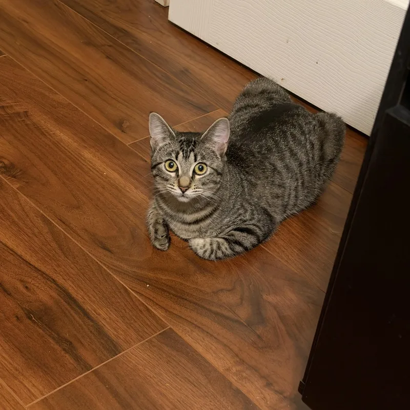 Nala thumbnail 2