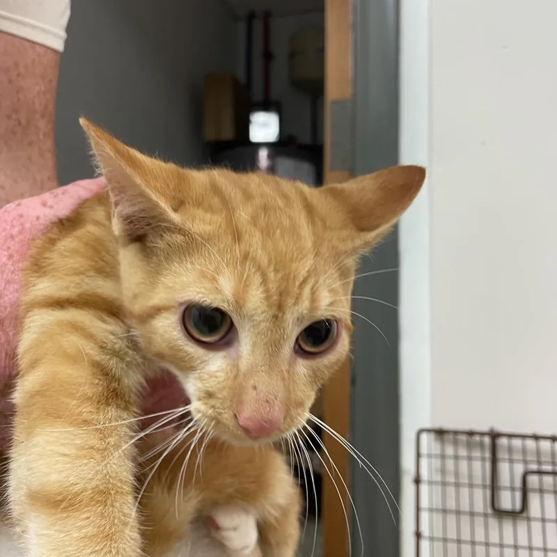 A baby medium-sized male Orange / Red Domestic Short Hair cat named Oogway for adoption in Brownsboro, AL