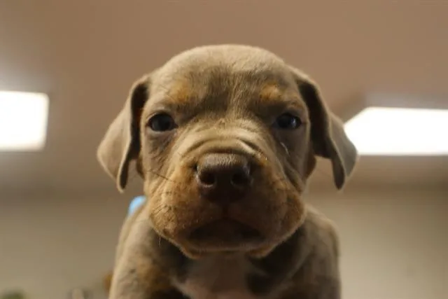 A baby small-sized male Mixed Breed dog named Duke for adoption in Columbia, SC