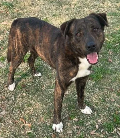 An adult large-sized male German Shepherd Dog dog named Barley for adoption in Texas City, TX