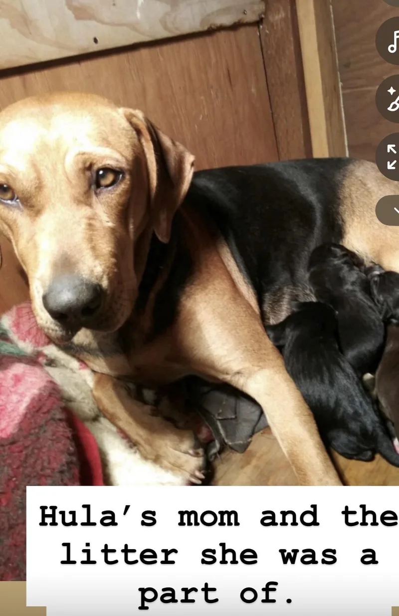 An adult large-sized female Catahoula Leopard Dog dog named Hula for adoption in Torrance, CA