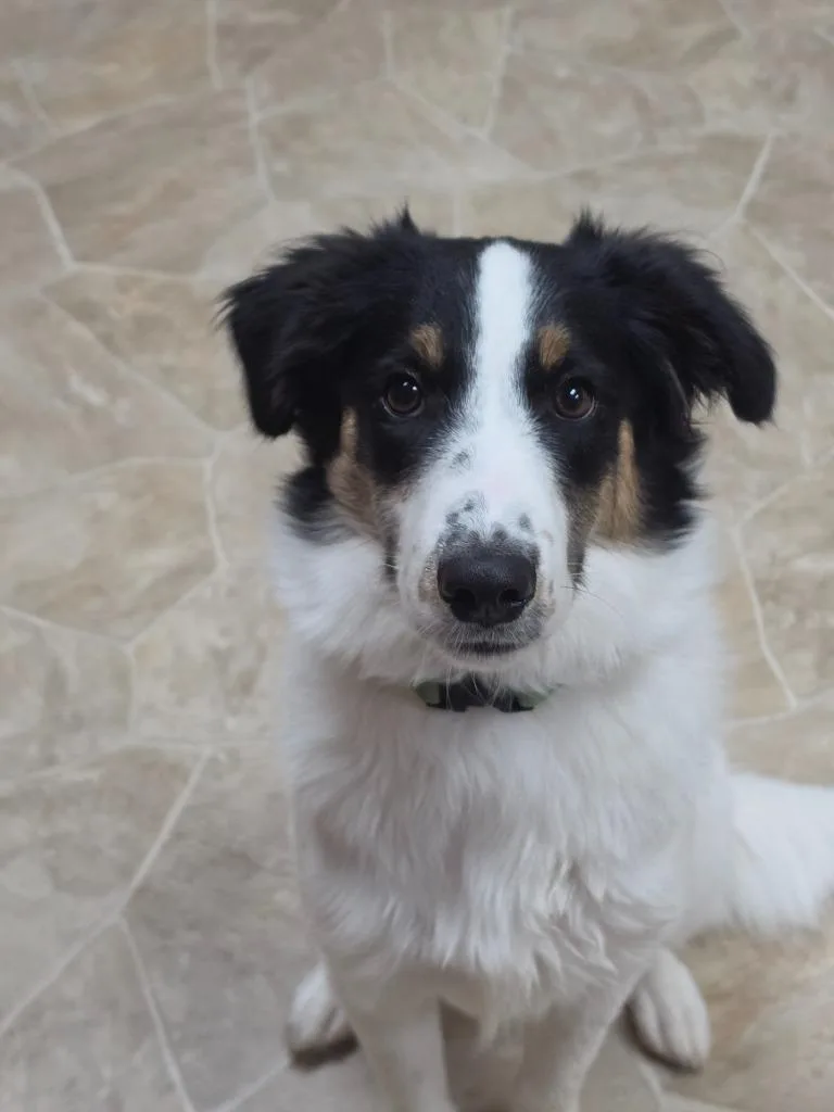 A baby small-sized male Australian Shepherd dog named Ranger for adoption in Neillsville, WI
