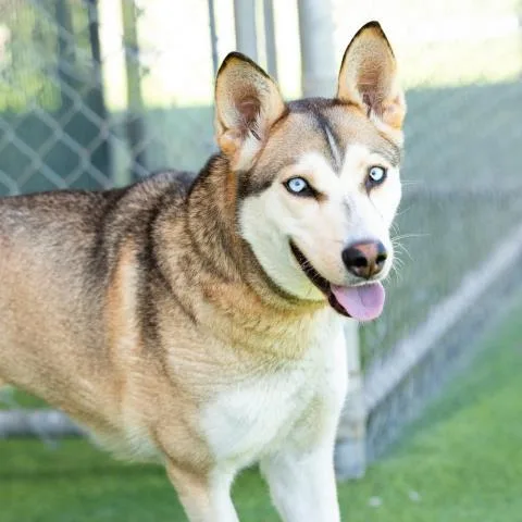 A young large-sized female Siberian Husky dog named Nina Simone for adoption in Camarillo, CA
