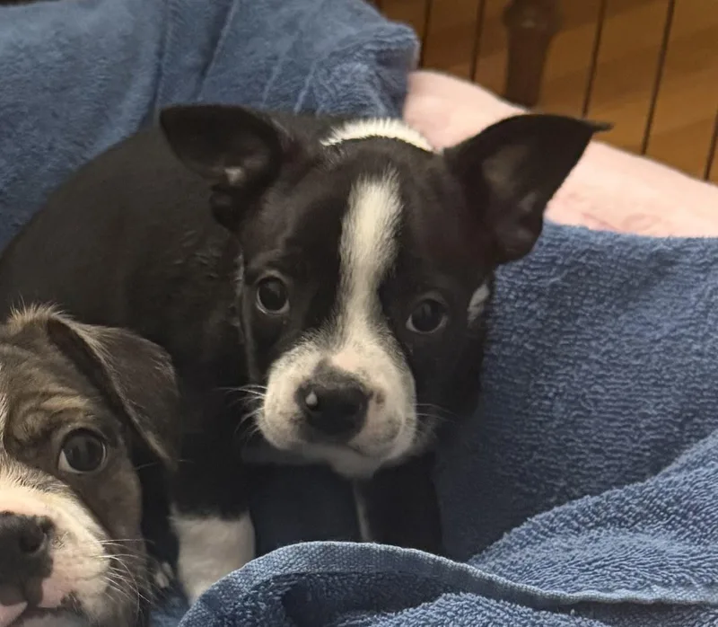 A baby small-sized male Boston Terrier dog named Bert for adoption in Havertown, PA