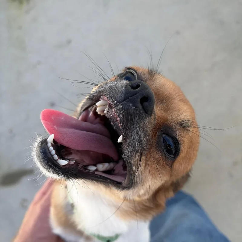 An adult small-sized male Brown / Chocolate Pug dog named Guy Frankie for adoption in Harrisonburg, VA