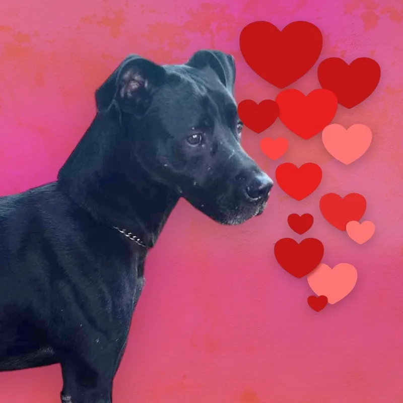 An adult large-sized male Black Labrador Retriever dog named Scout for adoption in kingsland, GA