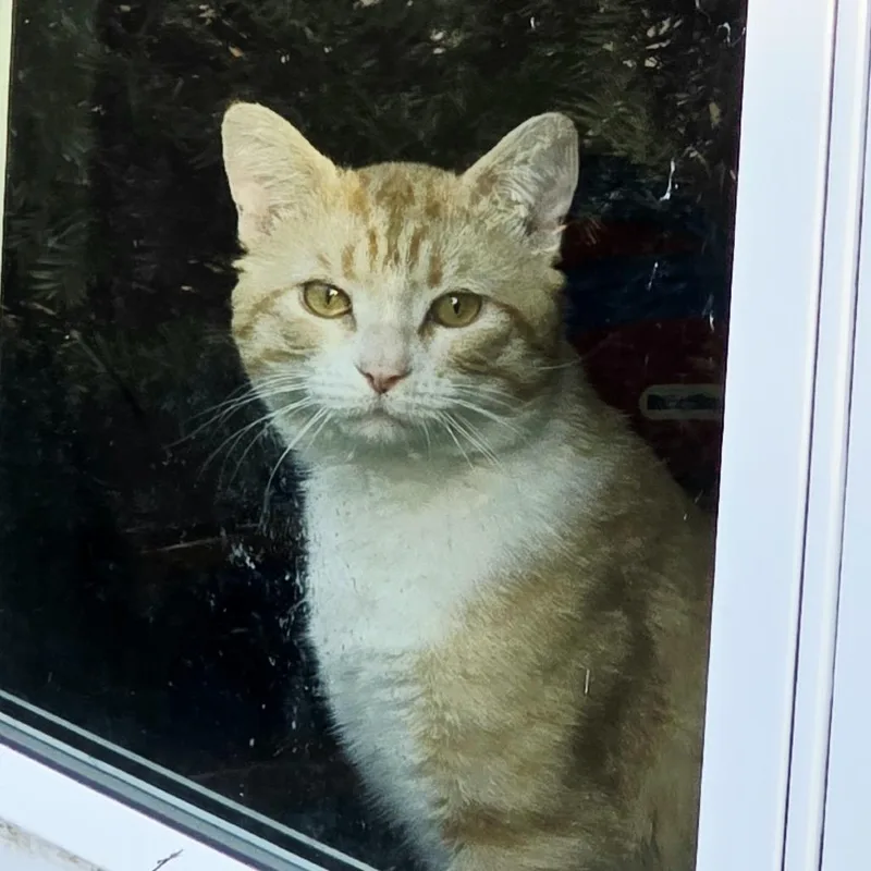 An adult large-sized male Orange / Red Domestic Short Hair cat named Mosh for adoption in Inver Grove Heights, MN