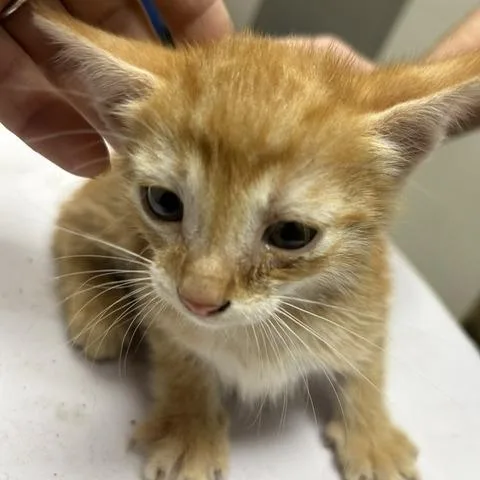 A baby small-sized male Orange / Red Domestic Short Hair cat named Chad for adoption in Lufkin, TX