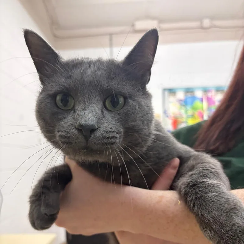 An adult large-sized male Gray / Blue / Silver Domestic Short Hair cat named Moon for adoption in Ardmore, OK