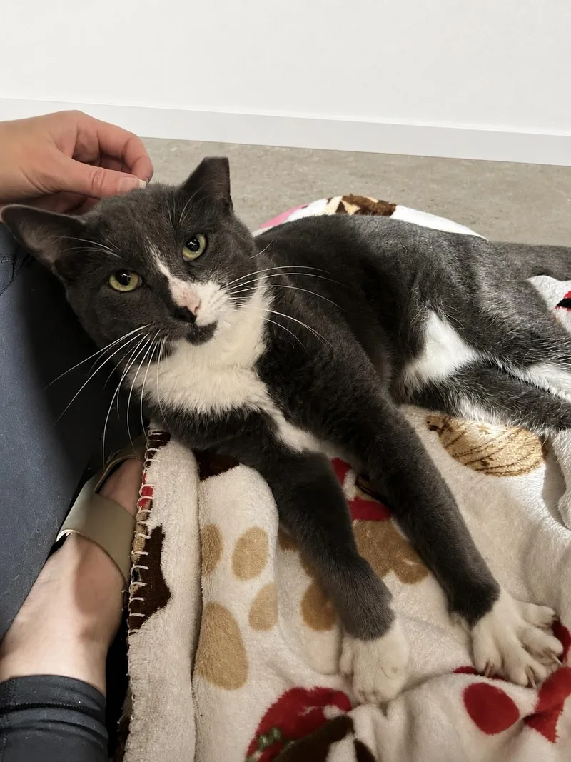 A young medium-sized male Black Domestic Short Hair cat named Asher for adoption in Fort Worth, TX