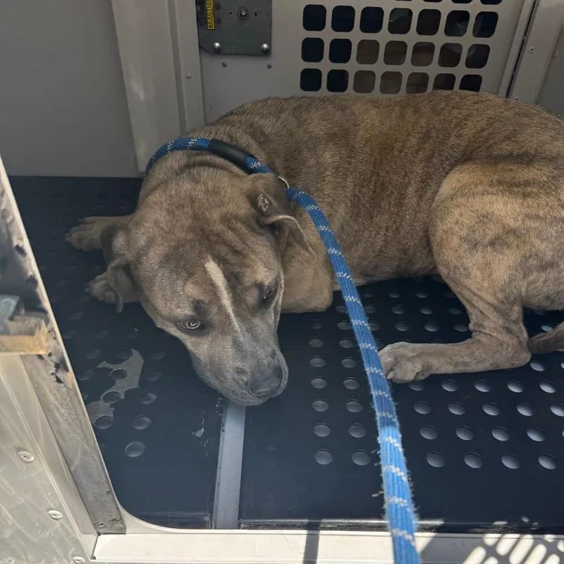 An adult medium-sized male Brindle Mixed Breed dog named Strayflatrockroad for adoption in Columbus, GA