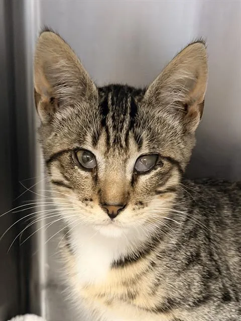 A baby small-sized male Domestic Short Hair cat named Fork for adoption in Santa Cruz, CA