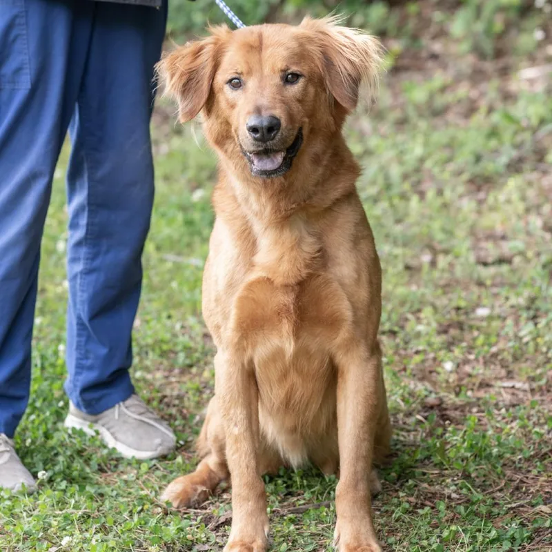 An adult medium-sized male Golden Labrador Retriever dog named Raphael for adoption in Bartlett, TN