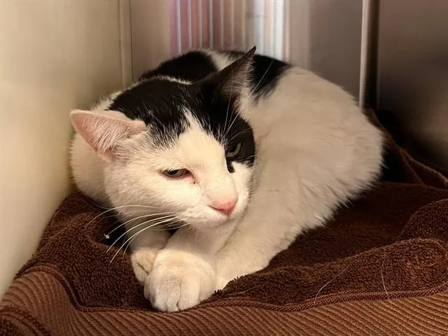 An adult medium-sized male Domestic Short Hair cat named Big Mac for adoption in Colorado Springs, CO
